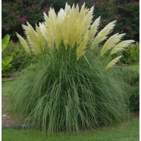 Cortaderia selloana Evita- pampafű