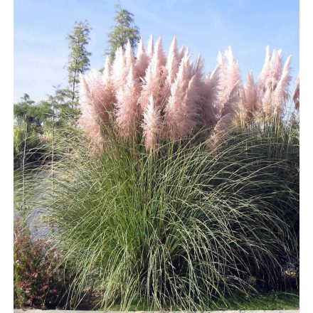 Cortaderia selloana Rose- pampafű