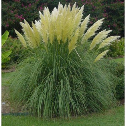 Cortaderia selloana White- pampafű