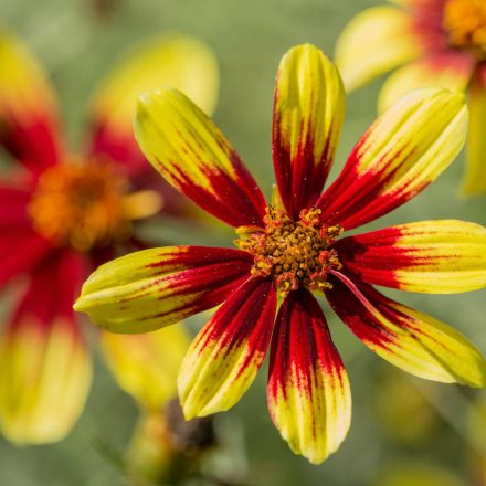 Coreopsis verticillata Bengal Tiger - nagyvirágú menyecskeszem