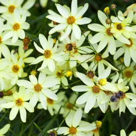   Coreopsis verticillata Moonbeam - keskenylevelű menyecskeszem