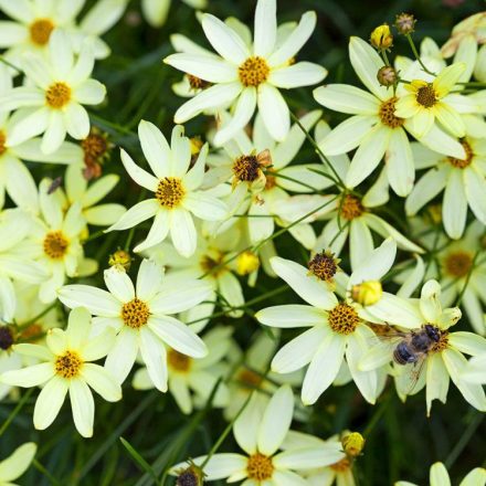 Coreopsis verticillata Moonbeam - keskenylevelű menyecskeszem