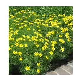 Coreopsis verticillata Zagreb - keskenylevelű menyecskeszem