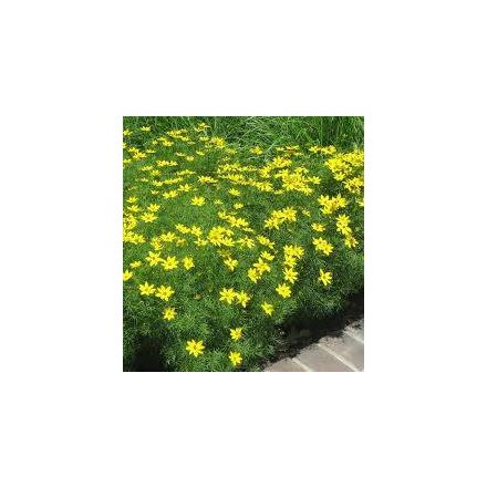 Coreopsis verticillata Zagreb - keskenylevelű menyecskeszem