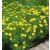 Coreopsis verticillata Zagreb - keskenylevelű menyecskeszem
