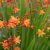 Crocosmia Babylon - sáfrányfű