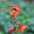 Crocosmia Carmine Brillant - sáfrányfű