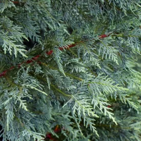   Cupressocyparis leylandii Naylor's Blue - Leyland-ciprus