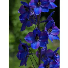 Delphinium Blauer Zwerg - szarkaláb
