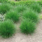 Deschampsia cespitosa - gyepes sédbúza