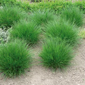 Deschampsia cespitosa - gyepes sédbúza
