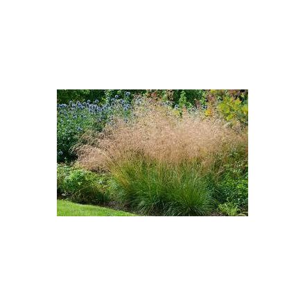 Deschampsia cespitosa - gyepes sédbúza