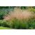 Deschampsia cespitosa - gyepes sédbúza