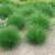 Deschampsia cespitosa - gyepes sédbúza