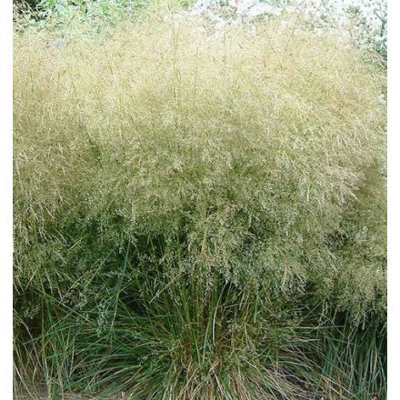 Deschampsia  cespitosa Goldtau- gyepes sédbúza