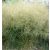 Deschampsia  cespitosa Goldtau- gyepes sédbúza
