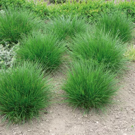 Deschampsia cespitosa Pixie Fountain - gyepes sédbúza