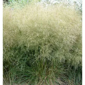 Deschampsia  cespitosa Tardiva - gyepes sédbúza