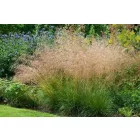 Deschampsia cespitosa - gyepes sédbúza