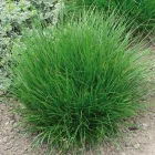 Deschampsia cespitosa - gyepes sédbúza
