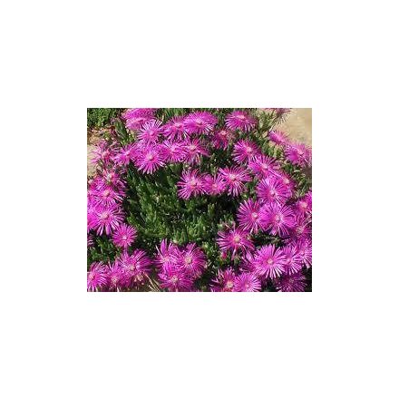 Delosperma cooperi - délvirág, kristályvirág