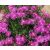 Delosperma cooperi - délvirág, kristályvirág