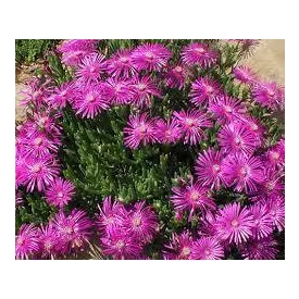   Delosperma cooperi Delmara Pink - délvirág, kristályvirág