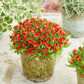   Delosperma cooperi Ice Cream Fire - délvirág, kristályvirág