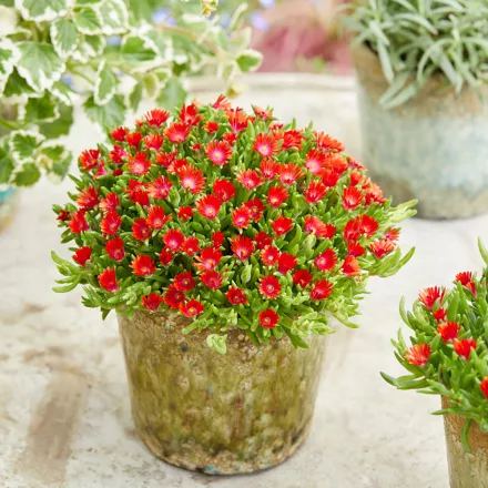 Delosperma cooperi Ice Cream Fire - délvirág, kristályvirág