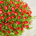 Delosperma cooperi Ice Cream Fire - délvirág, kristályvirág