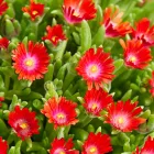 Delosperma cooperi Ice Cream Fire - délvirág, kristályvirág