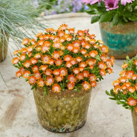 Delosperma cooperi Ice Cream Orange - délvirág, kristályvirág