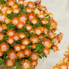 Delosperma cooperi Ice Cream Orange - délvirág, kristályvirág
