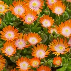 Delosperma cooperi Ice Cream Orange - délvirág, kristályvirág