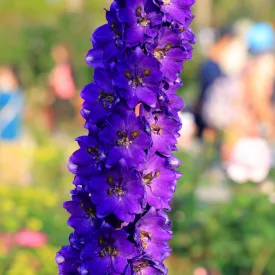 Delphinium  Excalibur Dark Blue/Black Bee - szarkaláb