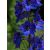 Delphinium  Excalibur Dark Blue/Black Bee - szarkaláb