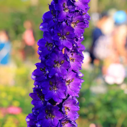 Delphinium  Excalibur Dark Blue/White Bee - szarkaláb