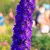 Delphinium  Excalibur Dark Blue/White Bee - szarkaláb