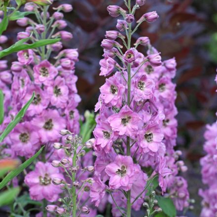 Delphinium  Excalibur Lilac Rose/White Bee - szarkaláb