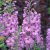 Delphinium  Excalibur Lilac Rose/White Bee- szarkaláb