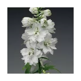 Delphinium  Excalibur White Bee- szarkaláb