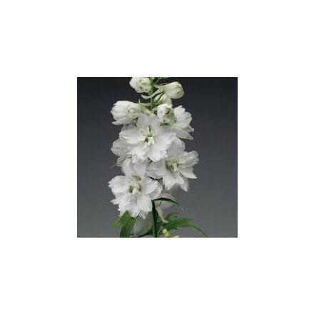 Delphinium  Excalibur White Bee- szarkaláb