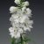 Delphinium  Excalibur White Bee- szarkaláb