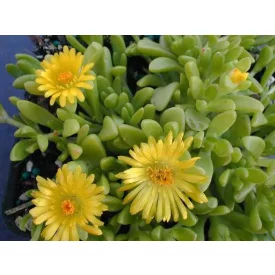 Delosperma nubigenum - sárga délvirág, kristályvirág