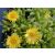 Delosperma nubigenum - sárga délvirág, kristályvirág