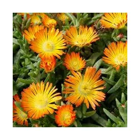 Delosperma Orange- délvirág, krostályvirág