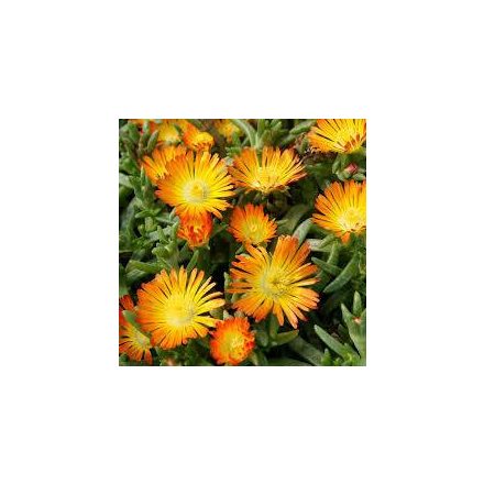 Delosperma Orange- délvirág, krostályvirág