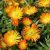 Delosperma Orange- délvirág, krostályvirág