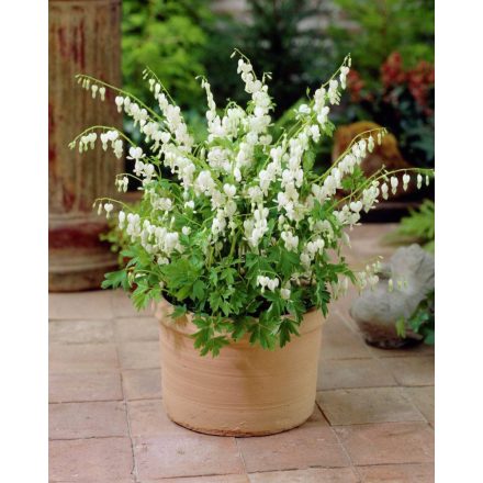 Dicentra spectabilis White- szívvirág