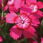 Dianthus deltoides Brilliant - réti szegfű
